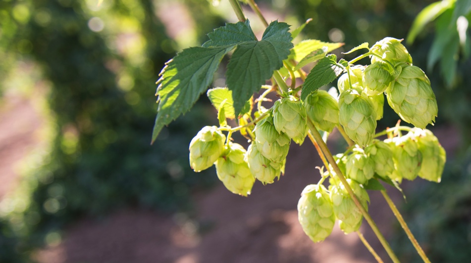 Американские учёные доказали, что генетически модифицированные дрожжи усиливают хмелевой аромат пива