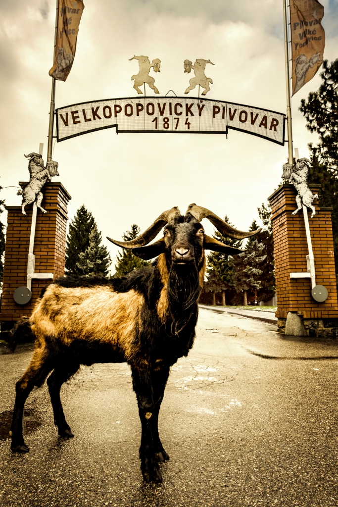 AB InBev Efes официально сообщил о запуске Velkopopovický Kozel в Украине